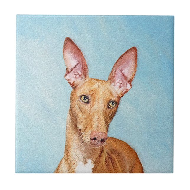 Pharaoh Hound Painting - Arte Cachorra Original (Frente)