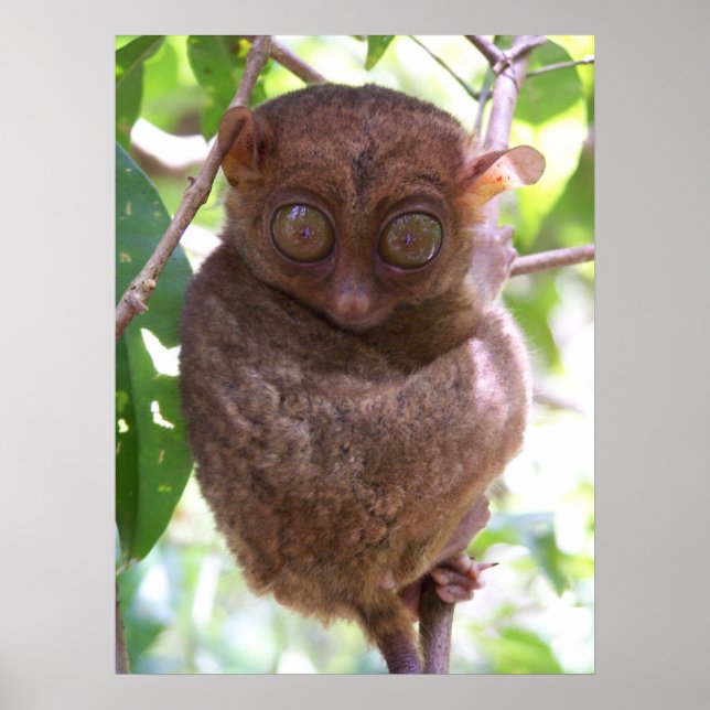 Philippine Tarsier Impressão (Frente)