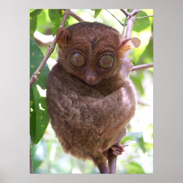 Philippine Tarsier Impressão (Frente)