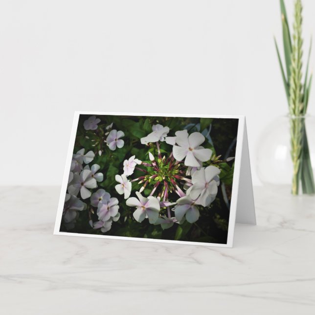 Phlox, cartão (Frente)