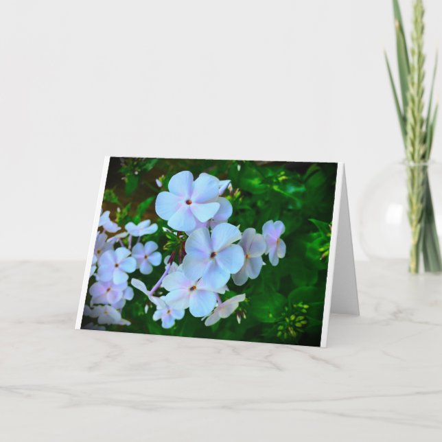 Phlox, Cartão (Frente)