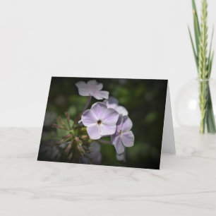 Phlox, cartão