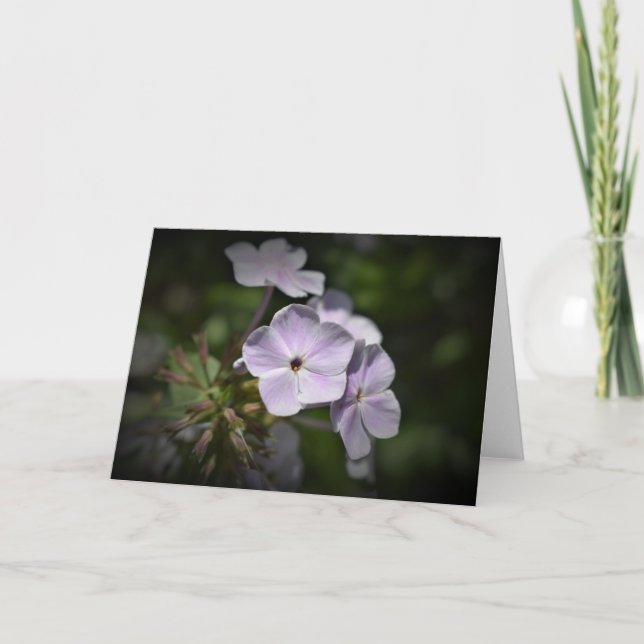 Phlox, cartão (Frente)