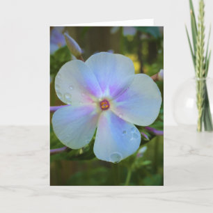 Phlox, cartão