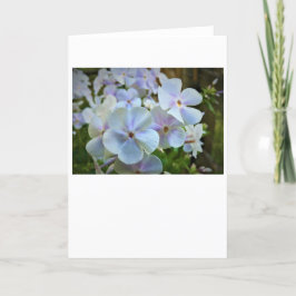 Phlox, cartão