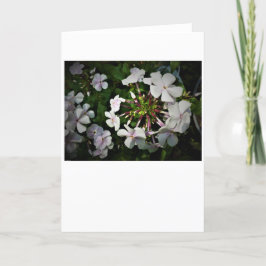 Phlox, cartão