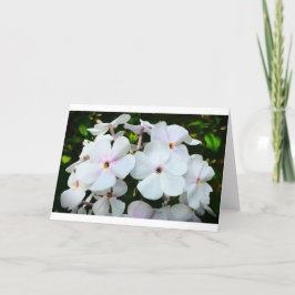 Phlox, Cartão