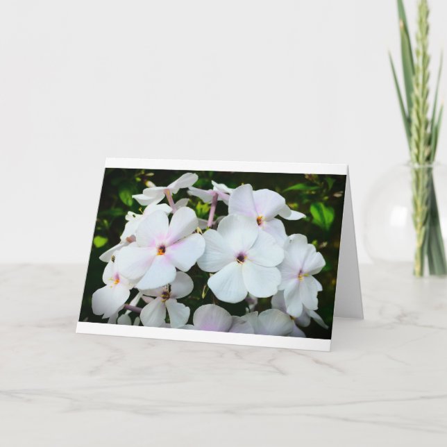 Phlox, Cartão (Frente)