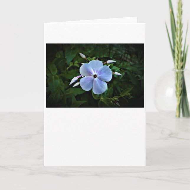 Phlox, cartão (Frente)