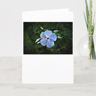 Phlox, cartão