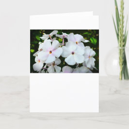 Phlox, Cartão