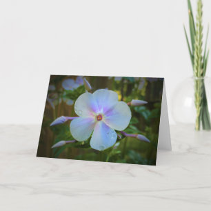 Phlox, cartão
