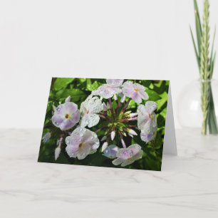 Phlox, cartão