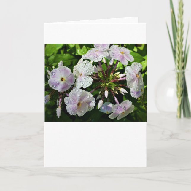 Phlox, cartão (Frente)