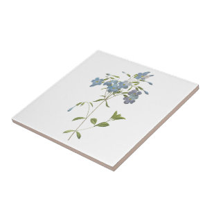 phlox de rastejamento (reptans do Phlox) por