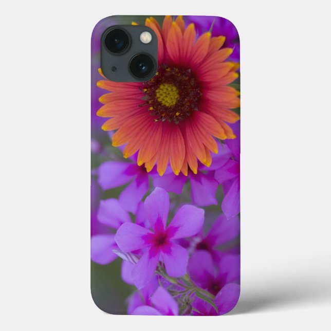 Phlox e Indian Blanket perto de Devine Texas (Verso)