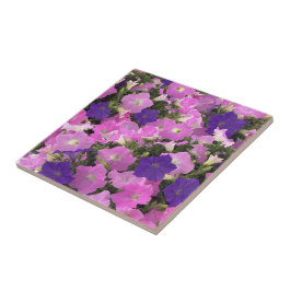 Photo Image Of Morning Glory Pink & Purple Flowers