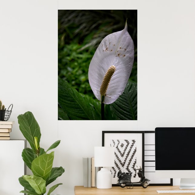 Photographic Art - Beauty of the Lilly Poster (Escritório em casa)