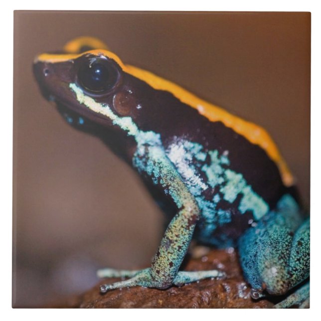 Phyllobates vittatus, um sapo de veneno (Frente)