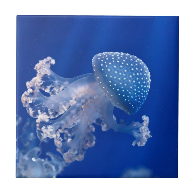 Phyllorhiza Punctata (Frente)