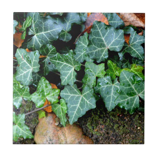 Pia verde clássica e caroço (Frente)