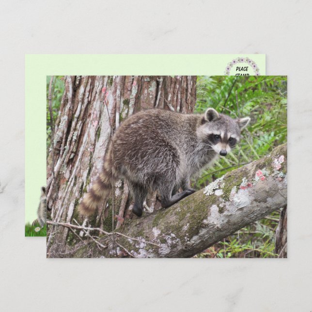 Pic de um Cartão postal de Foraging Raccoon (Frente/Verso)