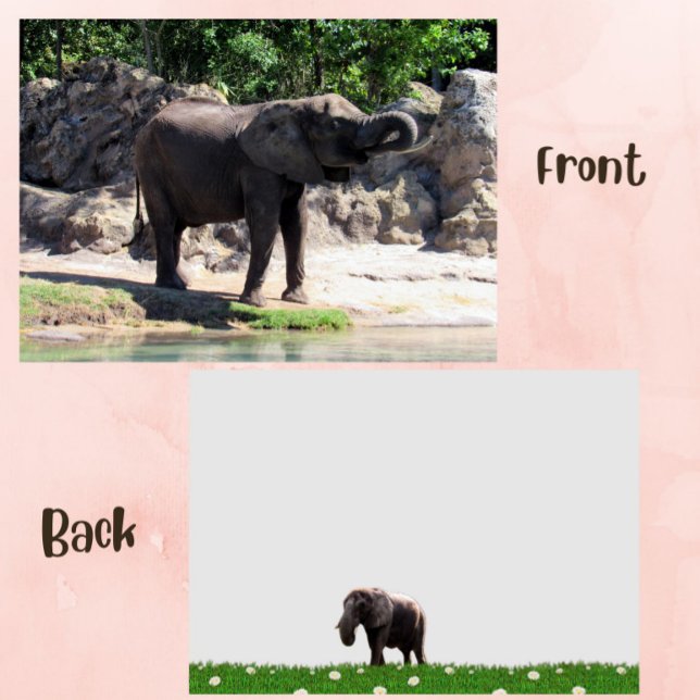 Pic de uma placa plana de elefante africana (elephant flat card)