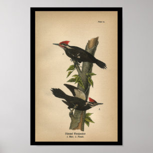 Pica-pau 1890 de Pileated do impressão do pássar