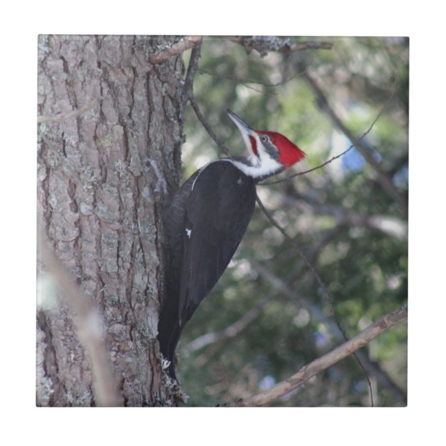 Pica-pau de Pileated (Frente)