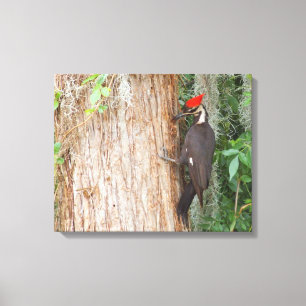 Pica-pau de Pileated em canvas