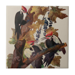 Pica-Pau-Grande de John James Audubon Impressão de