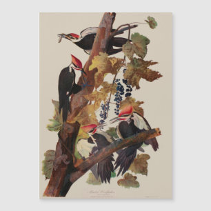 Pica-Pau-Grande de John James Audubon Impressão de