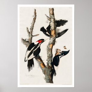 Pica-pau-marfim por Poster de Audubon
