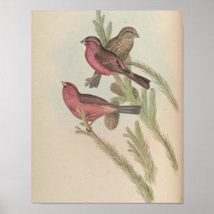 Picanço-de-manto-vermelho por John Gould Impressão