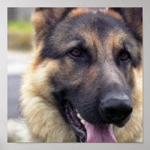 Picture of German Shepherd Poster
