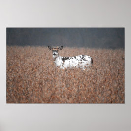 Piebald Deer Photo Poster