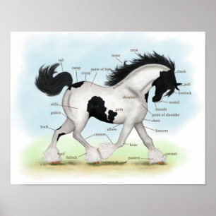 Piebald Gypsy Horse Equestrian Poster