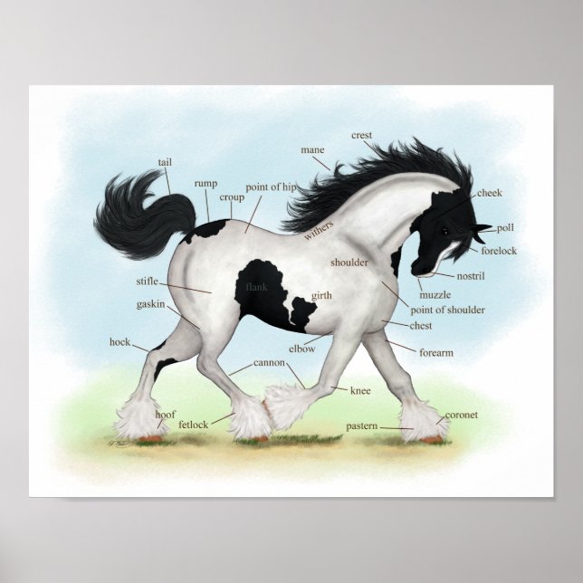 Piebald Gypsy Horse Equestrian Poster (Frente)