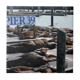 Pier 39 Leões do Mar