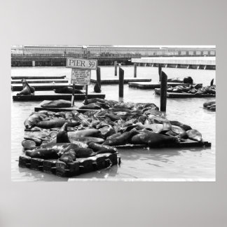 Pier 39 Sea Lions poster