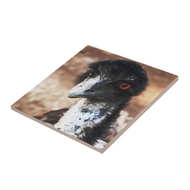 Piercing Eyes of Outback (Lateral)