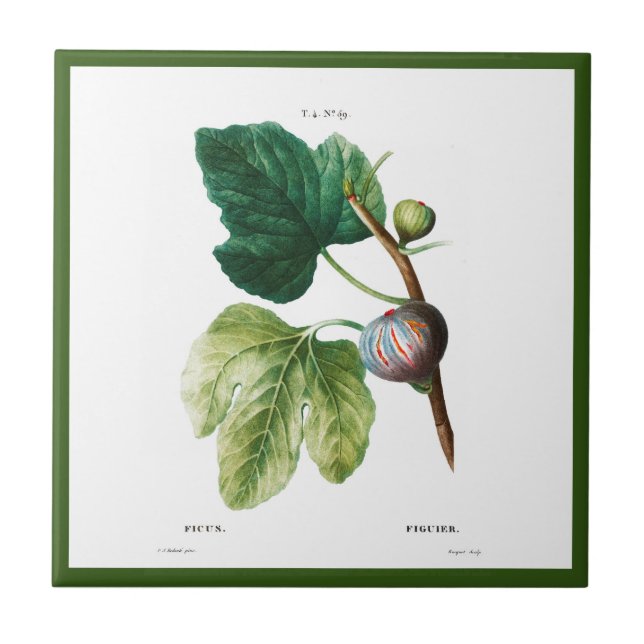 PIERRE-JOSEPH REDOUTÉ "FIGS" AZULEJO CERÂMICO (Frente)