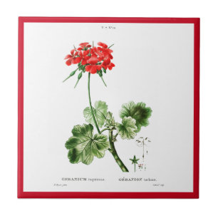 PIERRE-JOSEPH REDOUTÉ "RED GERANIUM" AZULEJO CER