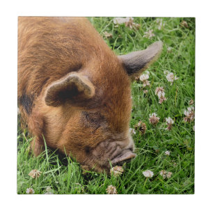 PIG CUTO