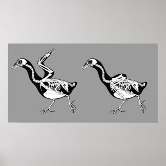Pigeon Skeletals Impressão