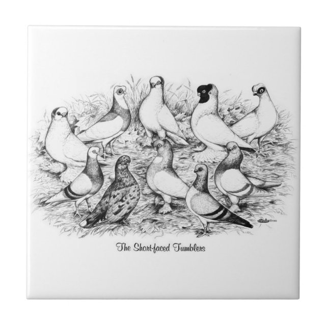 Pigeons de Tumbler de faces curtas (Frente)