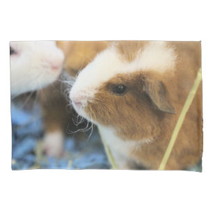 Piggy