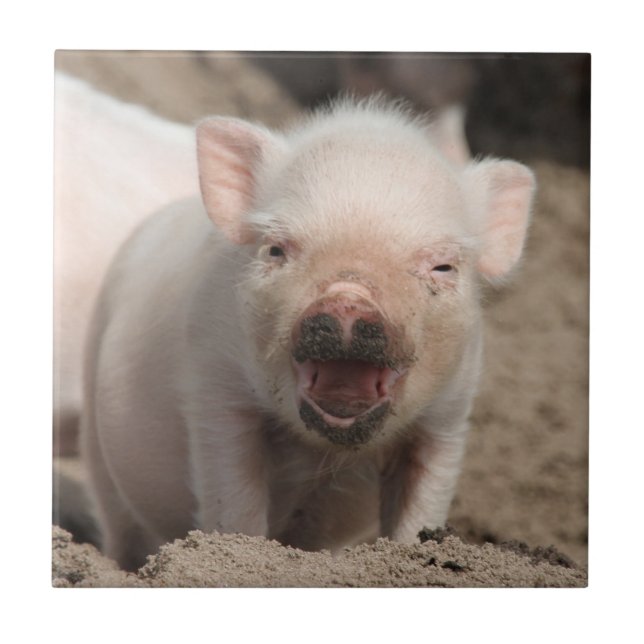 Piglet_2014_1101 (Frente)