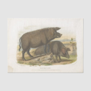 Pigs Ephemera Decoupage Vintage Fazenda Papel Teci