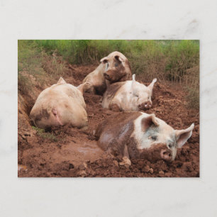 Pigs preguiçosos no cartão postal de lama